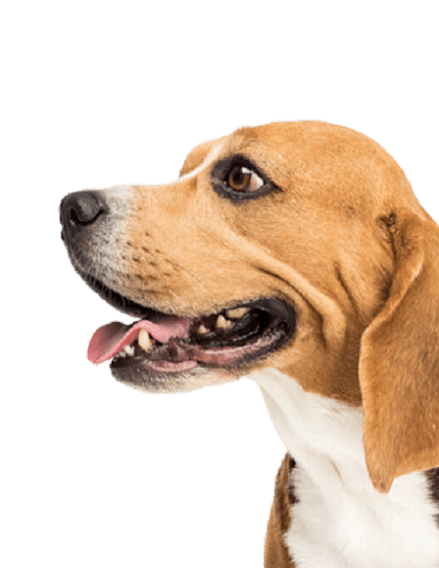 profile view of a beagle